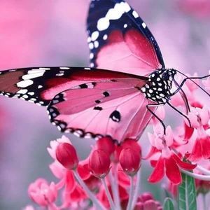 Meet your Posher, Nevada